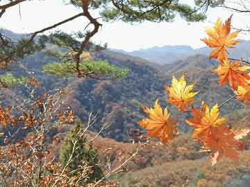 揭秘管家一肖一碼最準(zhǔn)背后的秘密與真相，探尋精準(zhǔn)預(yù)測之道的深度解析