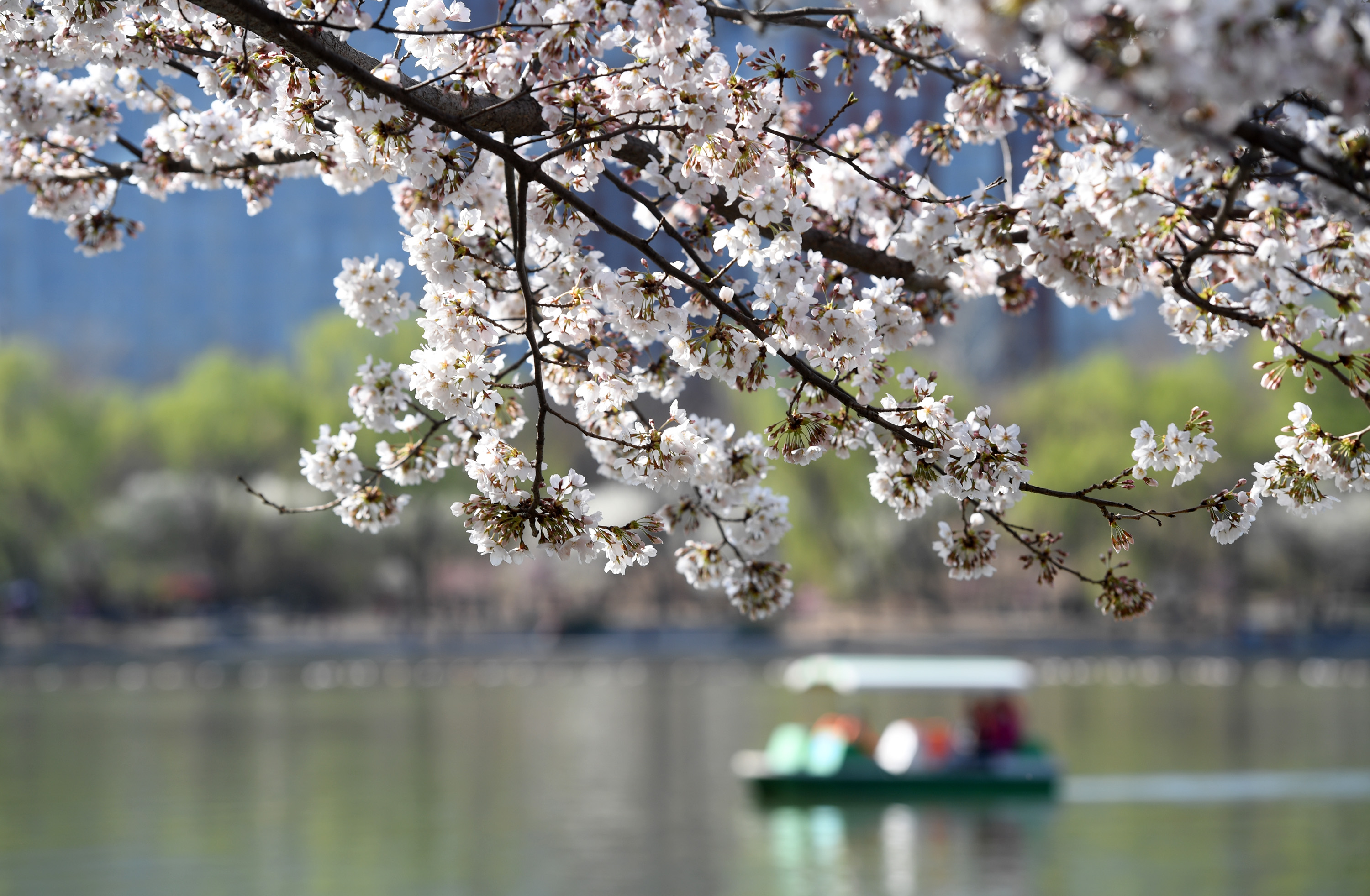 韶關櫻花公園最新綻放，一場春天的盛宴