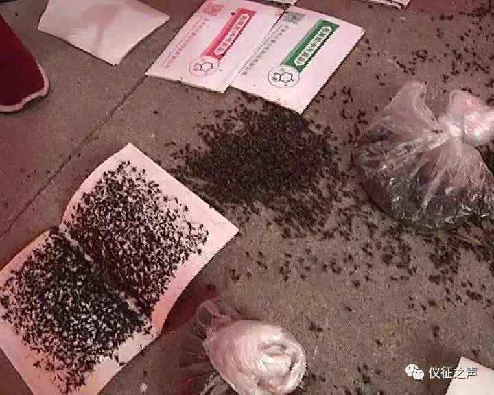 大儀蒼蠅最新動態(tài)，揭秘其生態(tài)與應(yīng)對策略