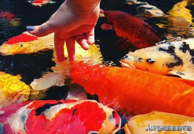 最新錦鯉是誰，探尋幸運的象征與時代的寵兒